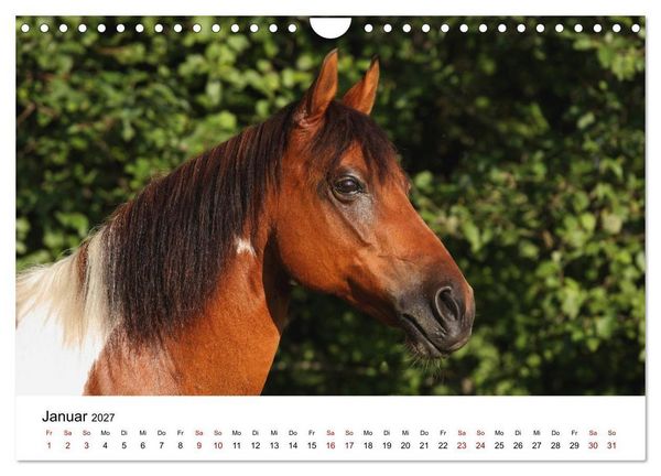 Produktbild: Pferde - im Galopp durch's Jahr 2027 (Wandkalender 2027 DIN A4 quer), CALVENDO Monatskalender