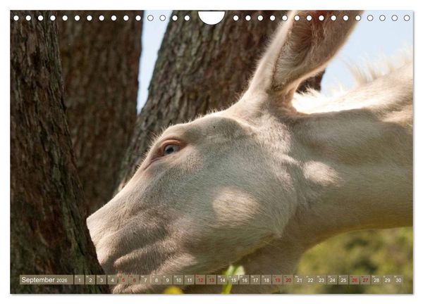 Produktbild: Wei&szlig;e Esel - M&auml;rchenhafte Langohren (Wandkalender 2026 DIN A4 quer), CALVENDO Monatskalender
