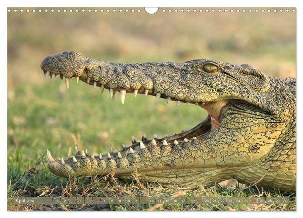 Produktbild: Wildtierparadies Afrika - Eine Foto-Reise durch die Savannen (Wandkalender 2026 DIN A3 quer), CALVENDO Monatskalender