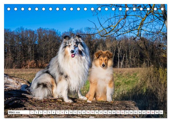 Produktbild: Traumhund Collie - Mein bester Freund (Tischkalender 2026 DIN A5 quer), CALVENDO Monatskalender