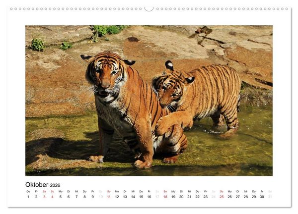 Produktbild: Tiger 2026 (Wandkalender 2026 DIN A2 quer), CALVENDO Monatskalender