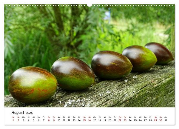 Produktbild: Tomaten Satt (hochwertiger Premium Wandkalender 2026 DIN A2 quer), Kunstdruck in Hochglanz