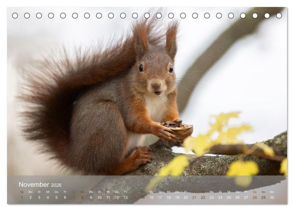 Produktbild: Bezaubernde Eichh&ouml;rnchen (Tischkalender 2026 DIN A5 quer), CALVENDO Monatskalender