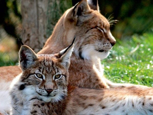 Produktbild: CALVENDO Puzzle Familie Luchs - Mutterliebe | 1000 Teile Lege-Gr&ouml;&szlig;e 64x48cm Foto-Puzzle f&uuml;r gl&uuml;ckliche Stunden