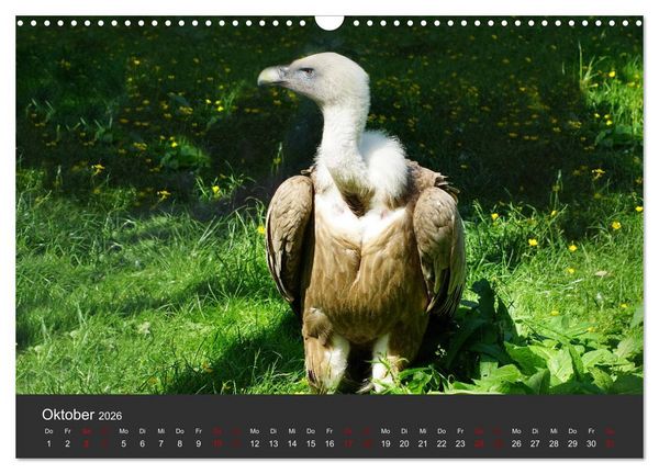 Produktbild: Faszination der Greifv&ouml;gel und Geier (Wandkalender 2026 DIN A3 quer), CALVENDO Monatskalender