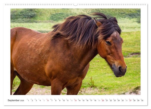 Produktbild: Der Pferdekalender (Wandkalender 2026 DIN A2 quer), CALVENDO Monatskalender