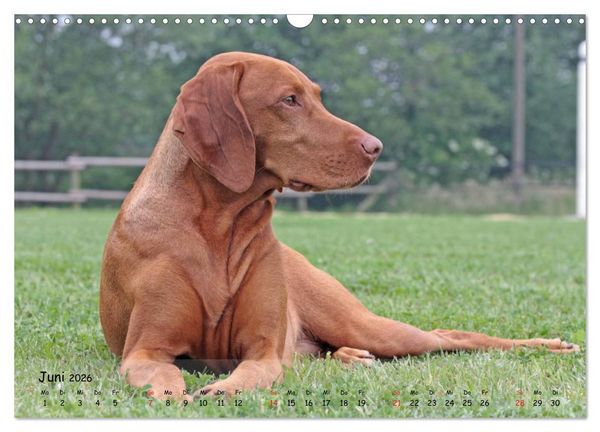 Produktbild: Magyar Vizsla - pure Lebensfreude (Wandkalender 2026 DIN A3 quer), CALVENDO Monatskalender