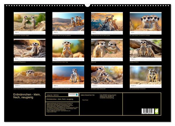 Produktbild: Erdm&auml;nnchen - klein, frech, neugierig (Wandkalender 2026 DIN A2 quer), CALVENDO Monatskalender