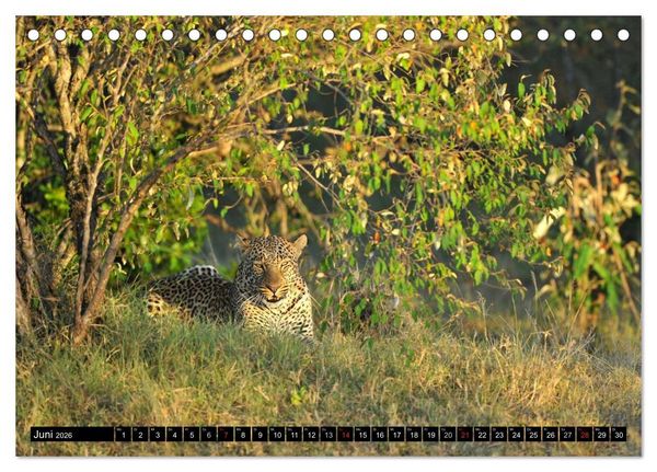 Produktbild: Faszination Afrika: Der Leopard (Tischkalender 2026 DIN A5 quer), CALVENDO Monatskalender