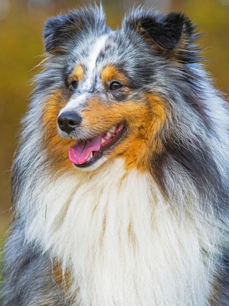 Produktbild: CALVENDO Puzzle Ein wundersch&ouml;ner blue merle R&uuml;de | 1000 Teile Lege-Gr&ouml;&szlig;e 64x48cm Foto-Puzzle f&uuml;r gl&uuml;ckliche Stunden
