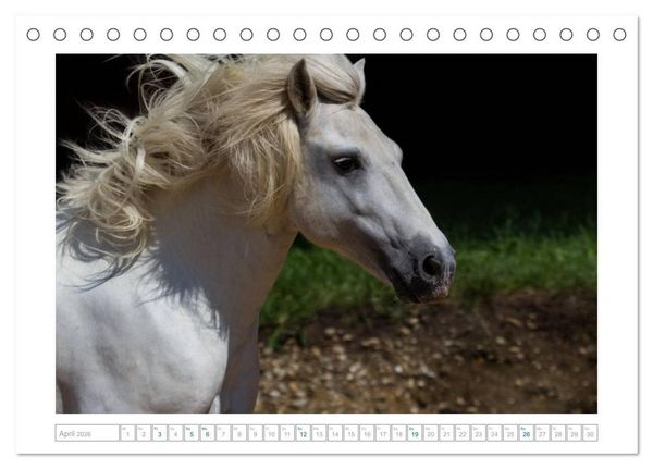 Produktbild: Wei&szlig;e Pferde der Camargue in Bayern (Tischkalender 2026 DIN A5 quer), CALVENDO Monatskalender