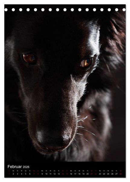 Produktbild: Stille Momente - Die sensible Seite der Hunde (Tischkalender 2026 DIN A5 hoch), CALVENDO Monatskalender