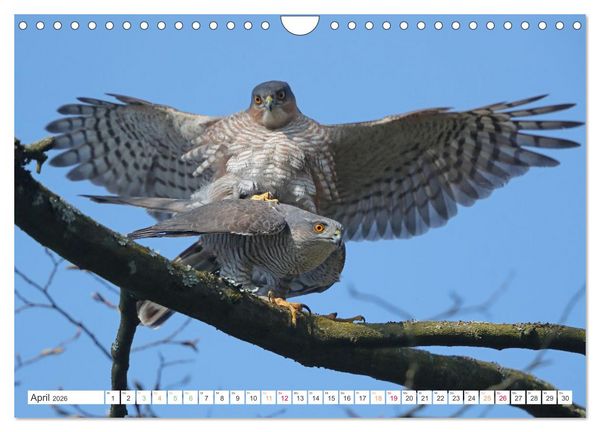 Produktbild: Sperber - Kleiner Vogel Greif (Wandkalender 2026 DIN A4 quer), CALVENDO Monatskalender