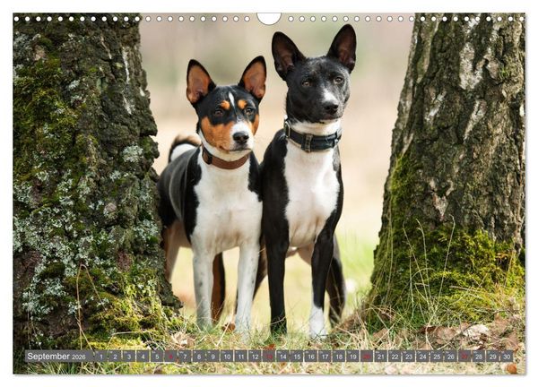 Produktbild: Der Basenji (Wandkalender 2026 DIN A3 quer), CALVENDO Monatskalender