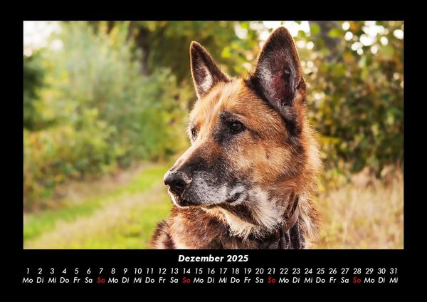 Produktbild: Hundezauber 2025 Fotokalender DIN A3