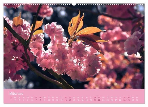Produktbild: Zarte Kirschbl&uuml;ten - Berauschende Gedankend&uuml;fte (Wandkalender 2026 DIN A2 quer), CALVENDO Monatskalender