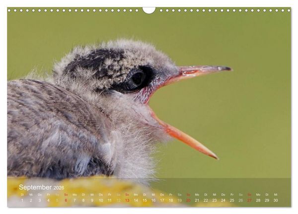 Produktbild: Nordatlantische Seev&ouml;gel (Wandkalender 2026 DIN A3 quer), CALVENDO Monatskalender