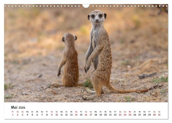 Produktbild: Afrikas kleine Stars (Wandkalender 2026 DIN A3 quer), CALVENDO Monatskalender