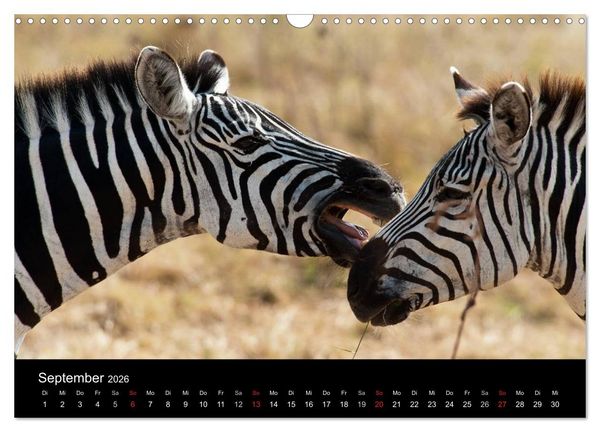 Produktbild: Zebras - Faszination der Streifen (Wandkalender 2026 DIN A3 quer), CALVENDO Monatskalender