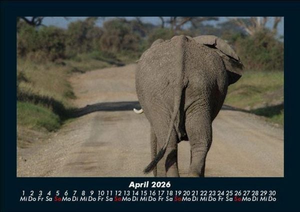 Produktbild: Elefanten 2026 Fotokalender DIN A5