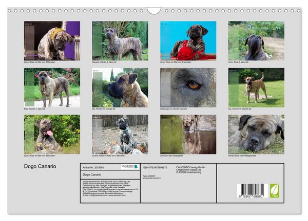 Produktbild: Dogo Canario (Wandkalender 2026 DIN A3 quer), CALVENDO Monatskalender