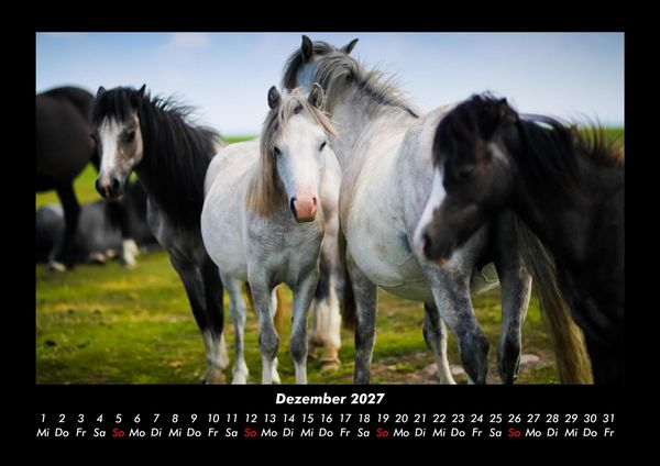 Produktbild: Pferdegefl&uuml;ster 2027 Fotokalender DIN A3