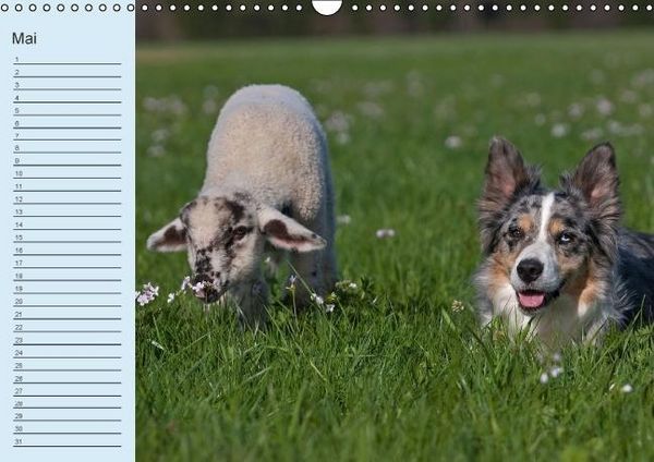 Produktbild: Der Border Collie Geburtstagskalender (Wandkalender immerw&auml;hrend DIN A3 quer)