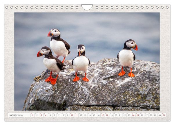 Produktbild: Die kleinen sch&ouml;nen (Wandkalender 2026 DIN A4 quer), CALVENDO Monatskalender
