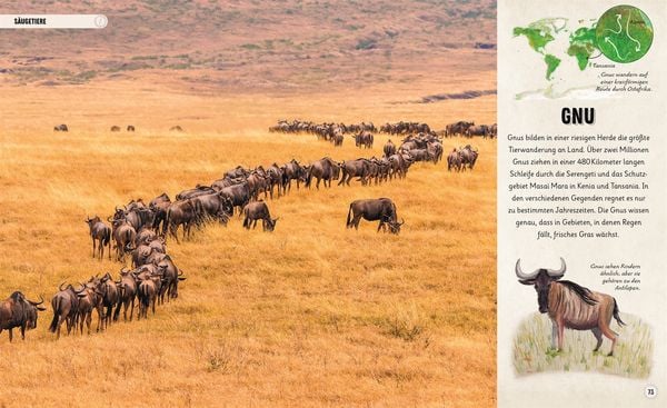 Produktbild: Erstaunliche Wanderungen der Tiere