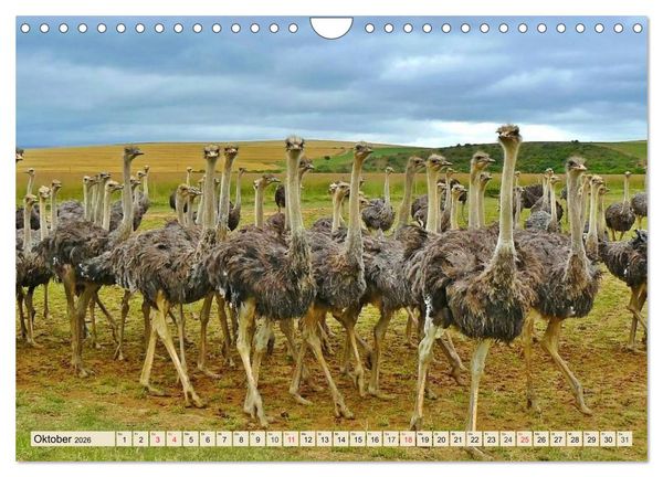 Produktbild: Strau&szlig;e. Afrikas sch&ouml;ne Laufv&ouml;gel (Wandkalender 2026 DIN A4 quer), CALVENDO Monatskalender