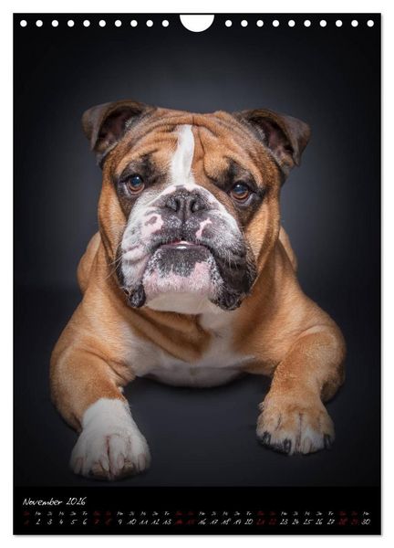 Produktbild: Hunde-Augen-Blicke (Wandkalender 2026 DIN A4 hoch), CALVENDO Monatskalender