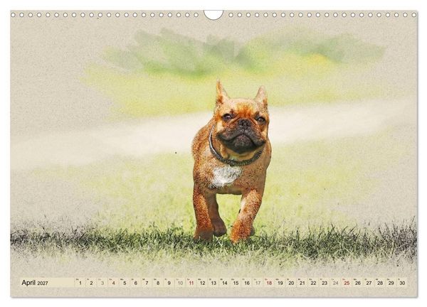 Produktbild: Franz&ouml;sische Bulldoggen (Wandkalender 2027 DIN A3 quer), CALVENDO Monatskalender