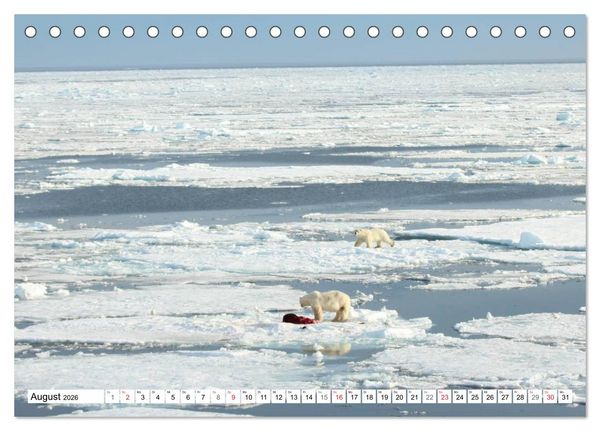 Produktbild: Eisb&auml;ren - K&ouml;nige der Arktis (Tischkalender 2026 DIN A5 quer), CALVENDO Monatskalender