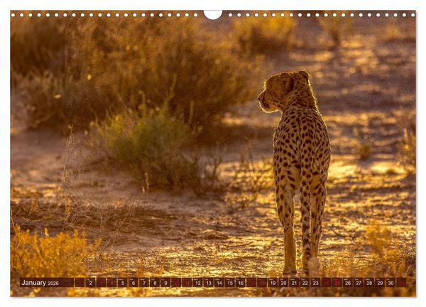 Produktbild: Amazing Cheetahs (Wall Calendar 2026 DIN A3 landscape), CALVENDO 12 Month Wall Calendar