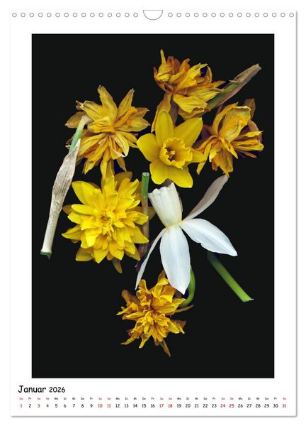 Produktbild: Bl&uuml;ten, toxisch aber wundersch&ouml;n (Wandkalender 2026 DIN A3 hoch), CALVENDO Monatskalender