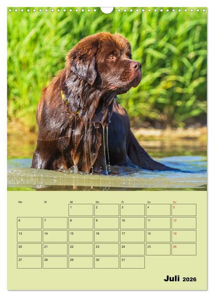 Produktbild: B&auml;rige Freunde - Familienplaner Brauner Neufundl&auml;nder (Wandkalender 2026 DIN A3 hoch), CALVENDO Monatskalender
