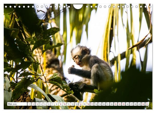 Produktbild: Gunung Leuser Nationalpark Sumatra (Wandkalender 2026 DIN A4 quer), CALVENDO Monatskalender