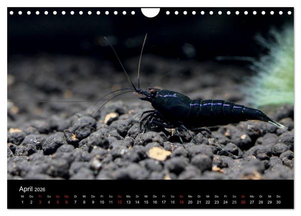 Produktbild: Zwerggarnelen - gepanzerte Juwelen im Aquarium (Wandkalender 2026 DIN A4 quer), CALVENDO Monatskalender
