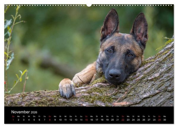Produktbild: Belgischer Sch&auml;ferhund - Der Malinois (hochwertiger Premium Wandkalender 2026 DIN A2 quer), Kunstdruck in Hochglanz