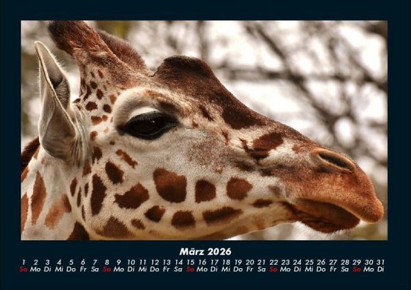 Produktbild: Giraffen 2026 Fotokalender DIN A4