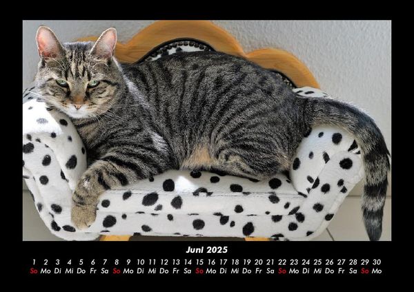 Produktbild: F&uuml;r Katzenfreunde 2025 Fotokalender DIN A3