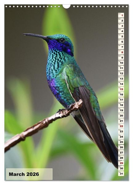 Produktbild: Colourful birds (Wall Calendar 2026 DIN A3 portrait), CALVENDO 12 Month Wall Calendar