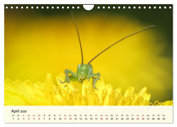 Produktbild: Verborgene Wunder (Wandkalender 2026 DIN A4 quer), CALVENDO Monatskalender