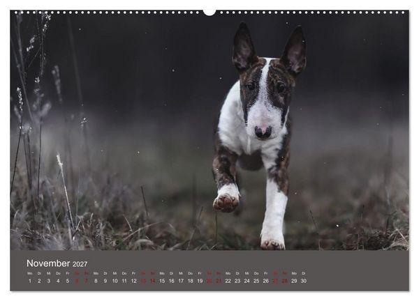 Produktbild: Fantastische Bullterrier - Sieger im Herzen (Wandkalender 2027 DIN A2 quer), CALVENDO Monatskalender