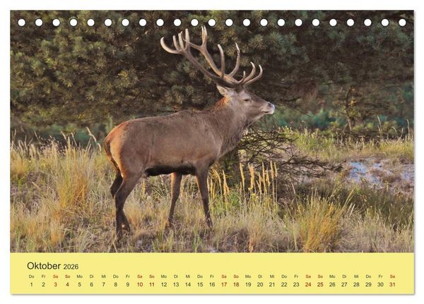 Produktbild: K&uuml;sten Hirsche - Rotwild auf dem Dar&szlig; (Tischkalender 2026 DIN A5 quer), CALVENDO Monatskalender