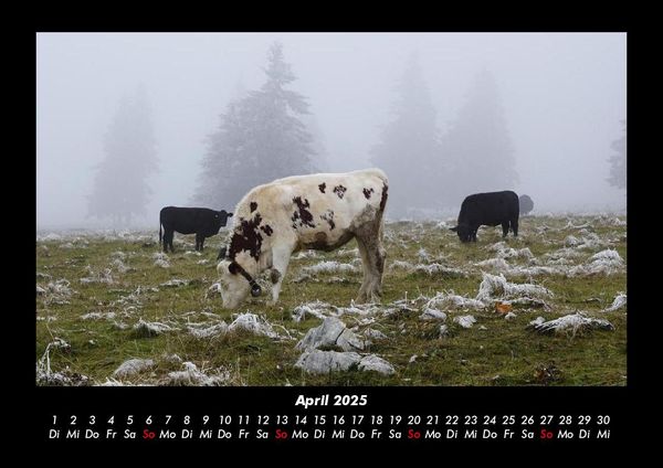 Produktbild: Kuhkalender 2025 Fotokalender DIN A3
