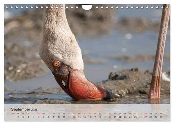 Produktbild: Flamingo Impressionen 2026 (Wandkalender 2026 DIN A4 quer), CALVENDO Monatskalender