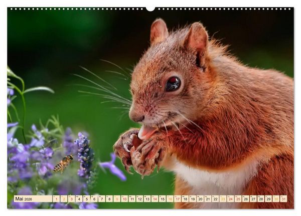 Produktbild: Eichh&ouml;rnchen - immer wieder s&uuml;&szlig; (Wandkalender 2026 DIN A2 quer), CALVENDO Monatskalender