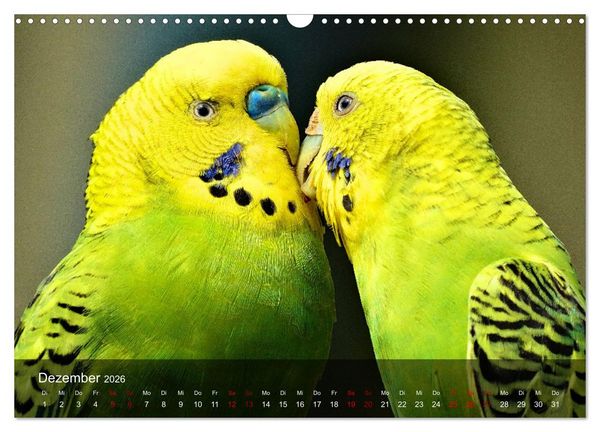 Produktbild: Wellensittiche - gesellige Freunde (Wandkalender 2026 DIN A3 quer), CALVENDO Monatskalender