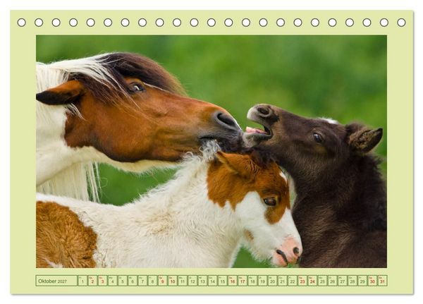 Produktbild: Fohlen, gl&uuml;cklich in der Herde (Tischkalender 2027 DIN A5 quer), CALVENDO Monatskalender